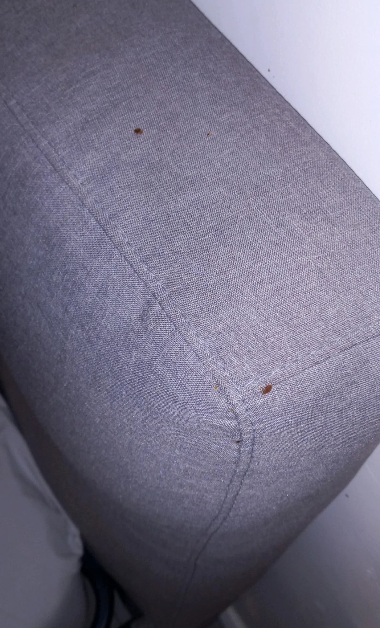 bed bugs