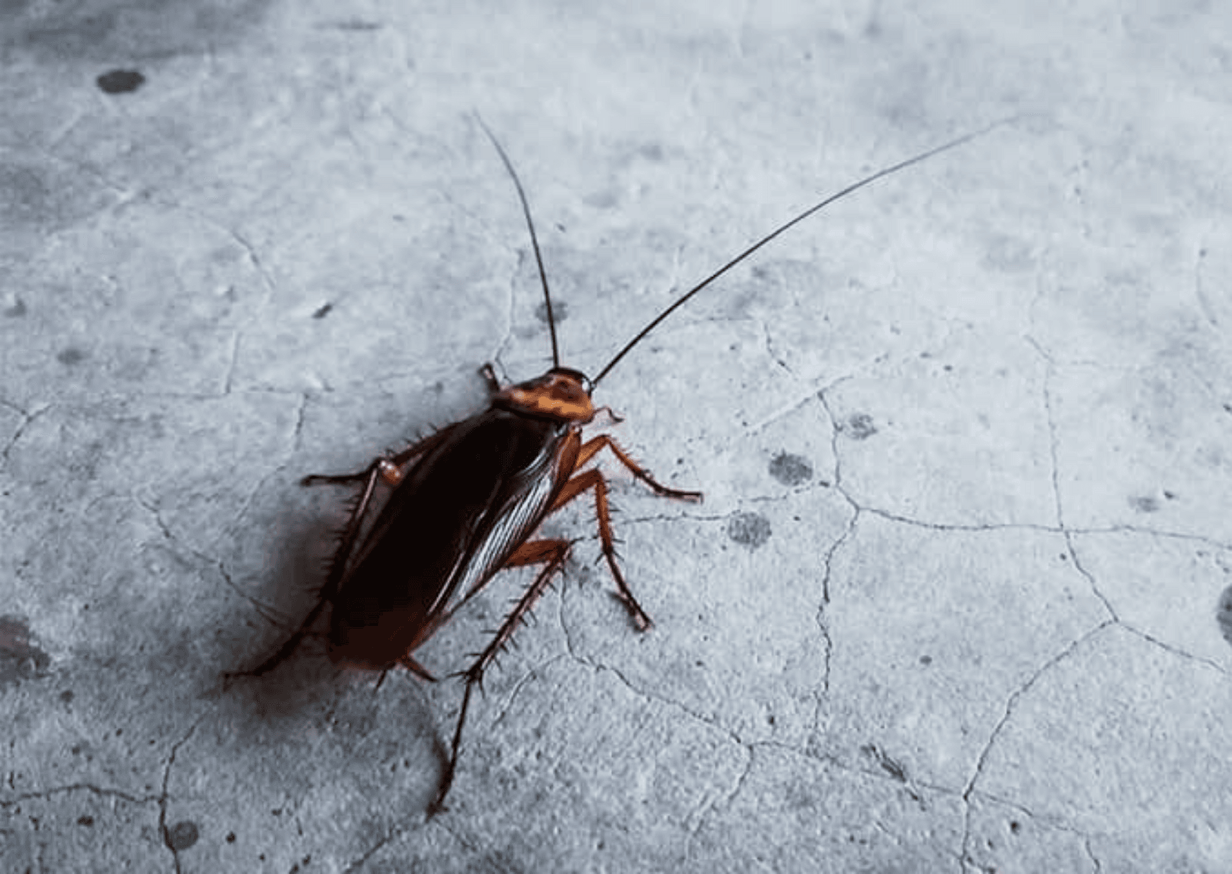 bed bugs